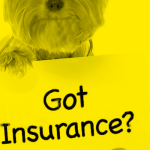 A Guide to Finding the Best Pet Insurance Companies in Los Angeles