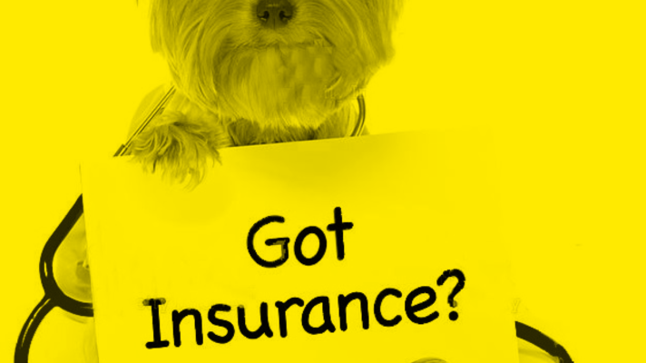 Finding the Best Pet Insurance Companies in Los Angeles